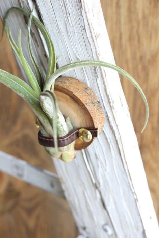 Check out 18 DIY Air Plant Holders that you can make by yourself to display air plants in your home more stylishly.