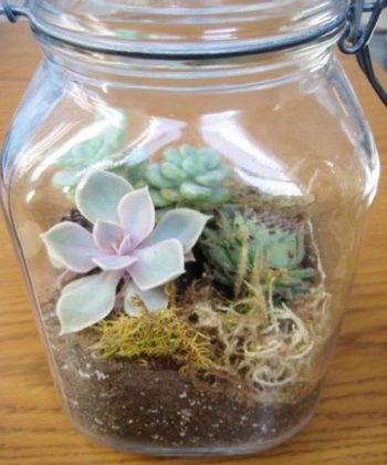 30 DIY Closed Terrarium Ideas | How to Make a Closed Terrarium