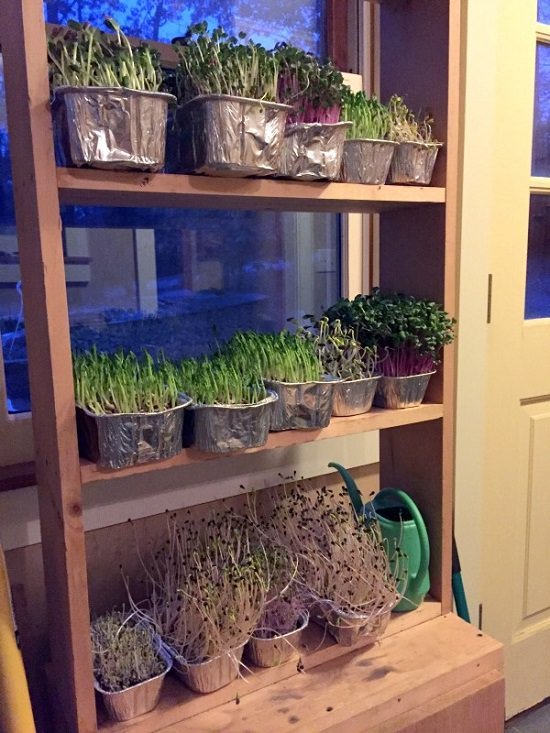 DIY Indoor Gardening Projects 12
