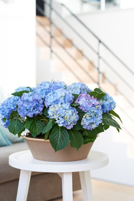 Indoor Plants that are as Beautiful as Flower Bouquets 3