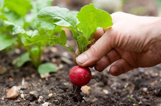 Vegetables that Grow Underground-Radish on Ground