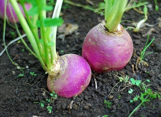 Vegetables that Grow Underground-Turnip