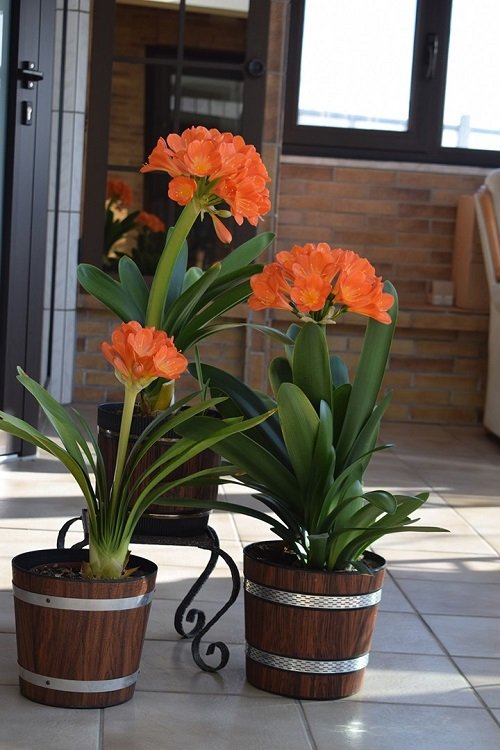 27 Best Flowering Houseplants | Indoor Plants that Bloom 13