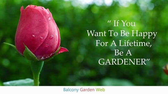 47 Beautiful Garden | Balcony Garden Web