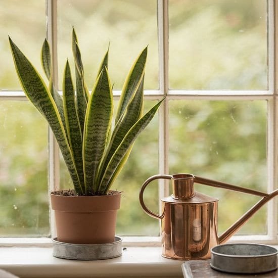 Benefits of a snake plant