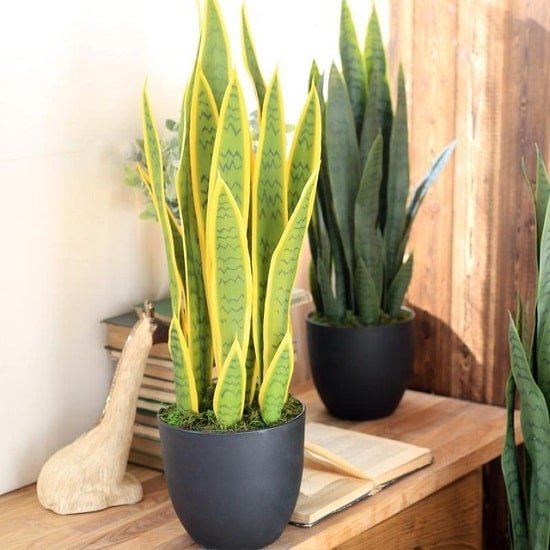 Benefits of a snake plant