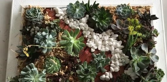 DIY Indoor Plant Wall Projects 4