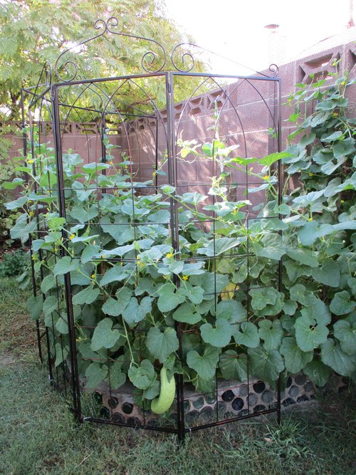Everything About Growing Cucumbers On Trellis