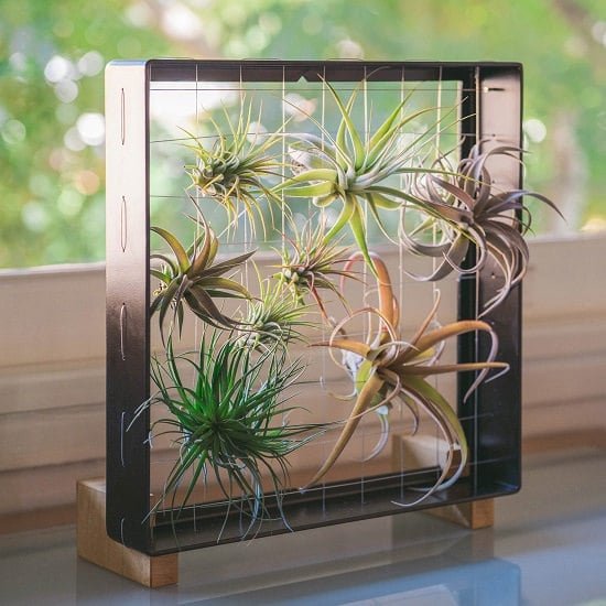 how to revive an air plant