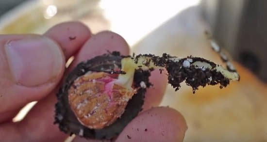 How to Grow Apricot from Seeds