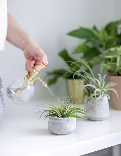 Ways to Water Air Plants