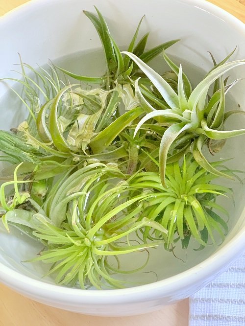 different Ways to Water Air Plants