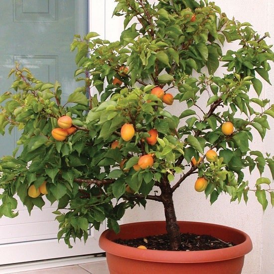 How to Grow Apricot from Seeds easily