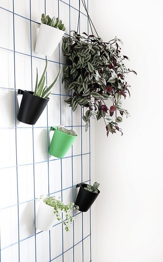 DIY Indoor Plant Wall Projects