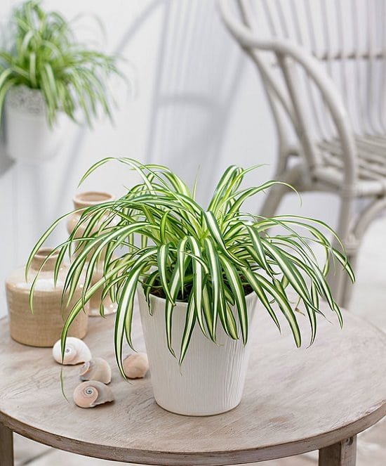 Healing Houseplants that can Improve your Health 2