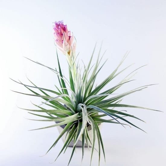 26 Types of Air Plants