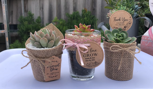 Gift Ideas for Succulent Lovers 30