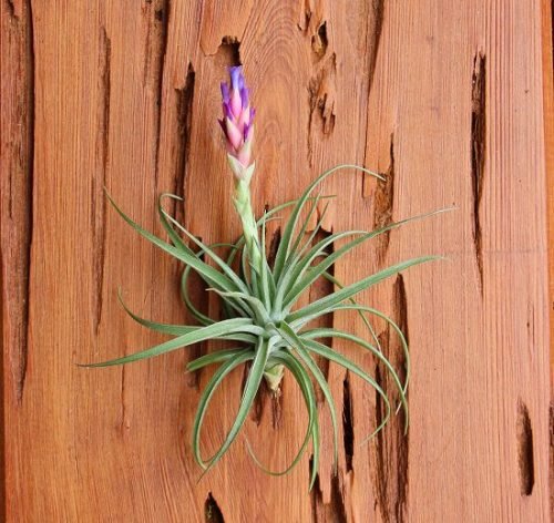 Best Bromeliads Anyone Can Grow Easily Indoors