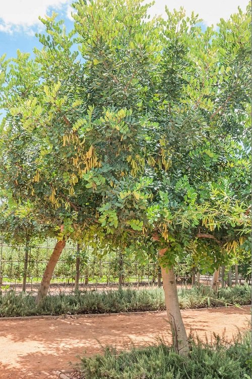 How to Grow Carob Tree