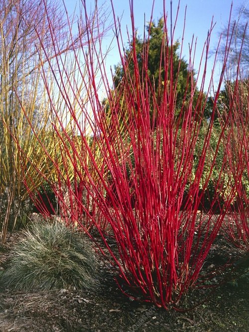 beautiful red stem plant 4