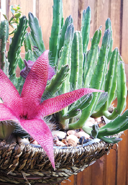 Best Flowering Succulents To Grow Indoors and Outdoors 33
