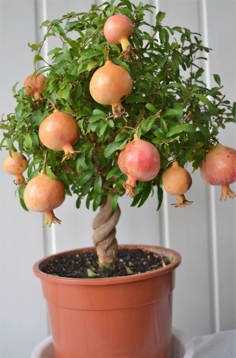 How to Grow Pomegranate Tree in Pot 2