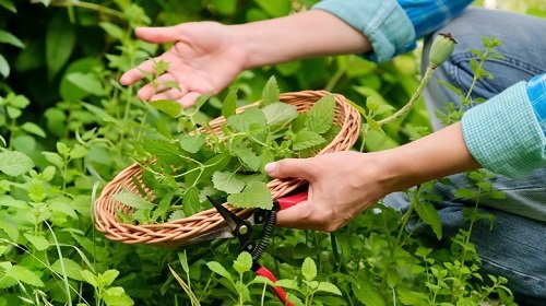 Why and How To Prune Herb