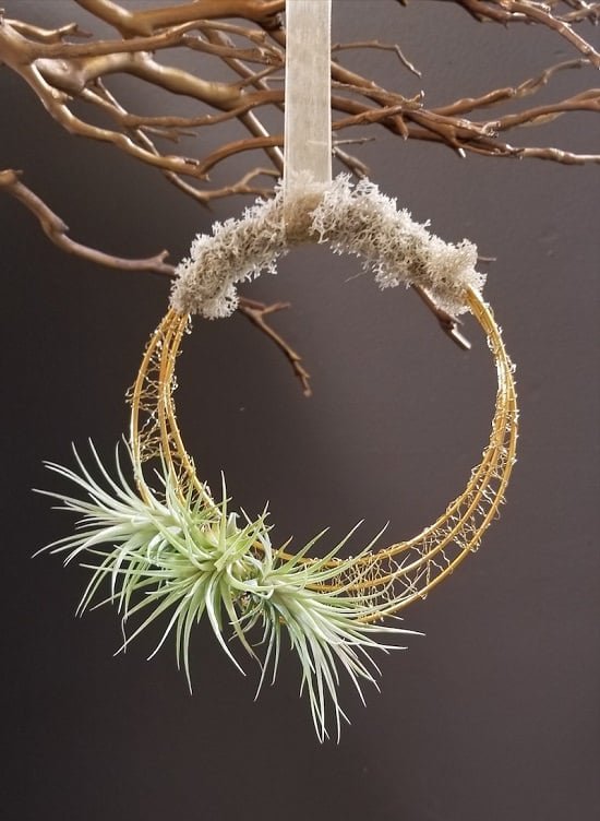 DIY Living Wreath