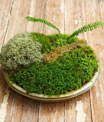11 DIY Indoor Moss Garden Ideas | Growing a Moss Garden