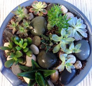 18 Indoor Rock Garden Ideas | How to Make an Indoor Rock Garden ...