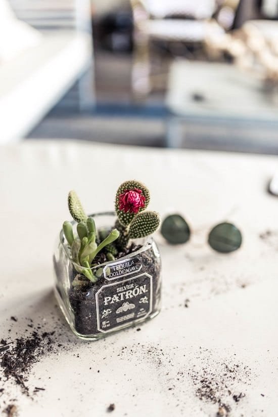 Gift Ideas for Succulent Lovers 16