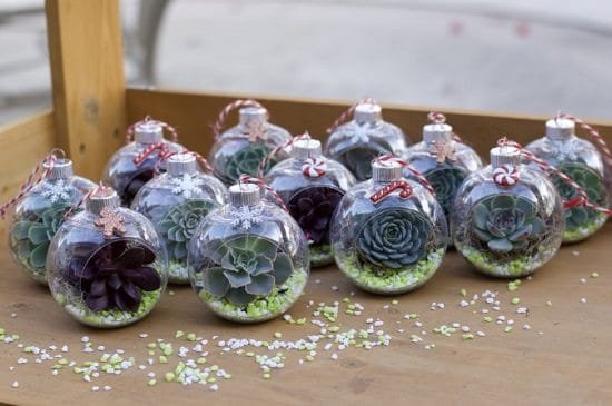 Gift Ideas for Succulent Lovers 20