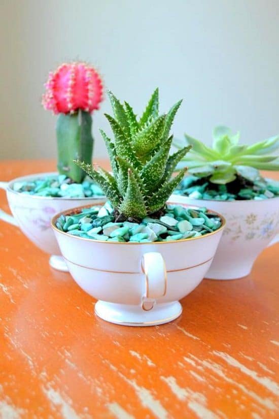 Gift Ideas for Succulent Lovers 26