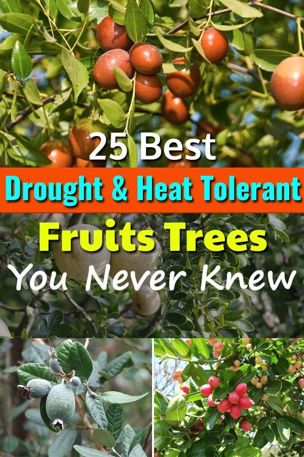Once established these 25 best Drought Tolerant Fruit Trees need very occasional or no supplemental watering to grow and produce fruits.