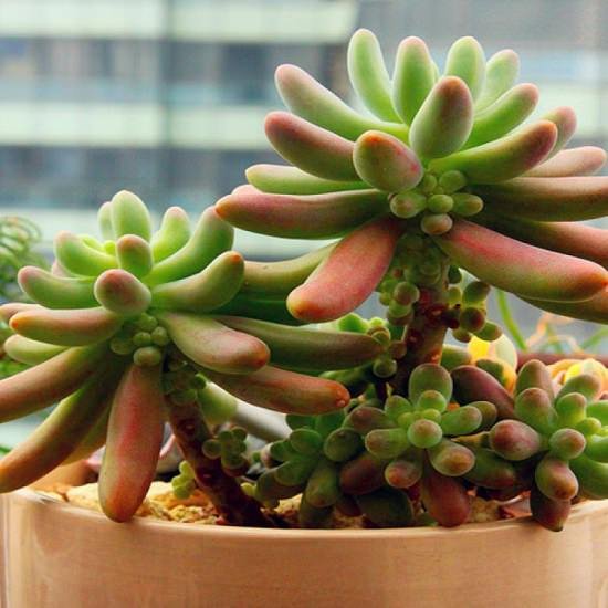 Learn about 31 Types of Succulents and Cacti you can grow in your garden or indoors in this informative post.