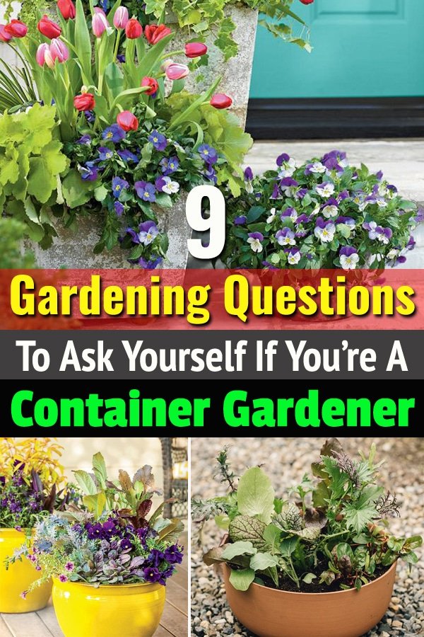 Ask yourself these Gardening Questions if you're a container gardener. This will help you in creating a healthy container garden that you desire.