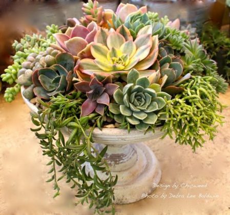 18 DIY Succulent Ideas For Spring | Balcony Garden Web