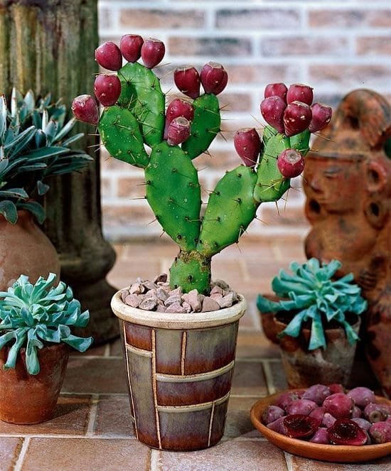 prickly pear cactus care and growing