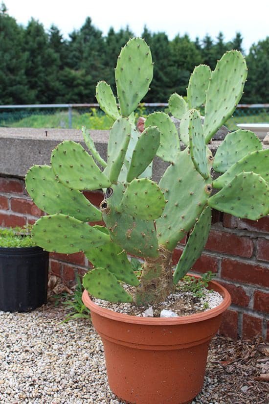 How To Grow Prickly Pears In Containers