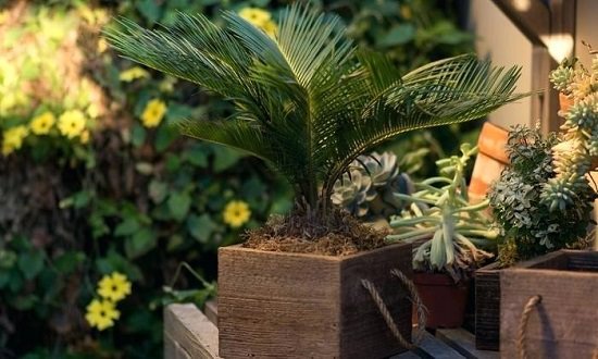 Whether you're Growing Sago Palm in a Container or on the ground, there're a few things you need to know before planting them. Learn them well in this Sago Palm Care guide!