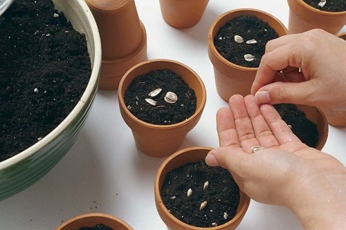 8 Simple Seed Germination Tips To Grow Every Seed 2