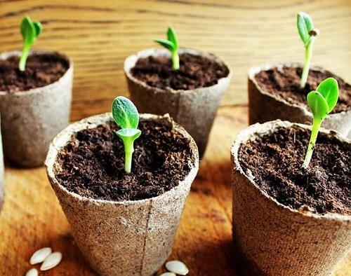 8 Simple Seed Germination Tips To Grow Every Seed 3
