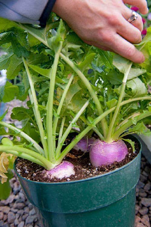 Cruciferous Vegetables You Can Grow in garden 7