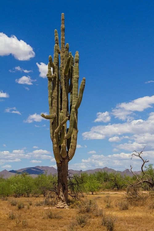 Mind Blowing Saguaro Cactus Facts