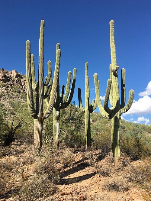 Mind Blowing Saguaro Cactus Facts 1