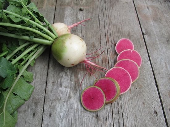 types of radishes