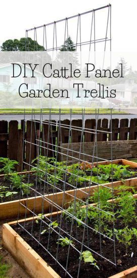 30 Functional DIY Pea Trellis Ideas