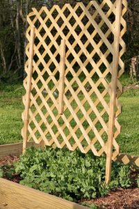 30 Functional DIY Pea Trellis Ideas