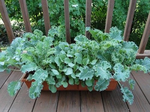 Simple Container Vegetables for the Roof