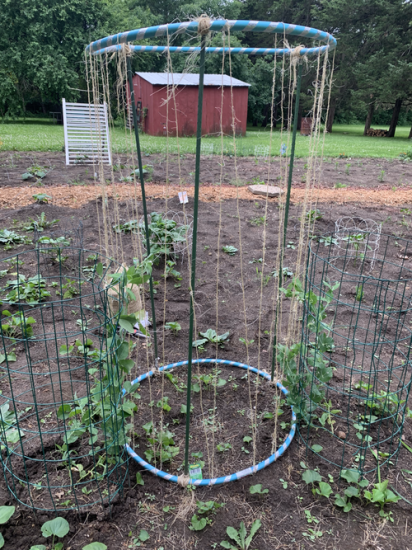 30 Functional DIY Pea Trellis Ideas